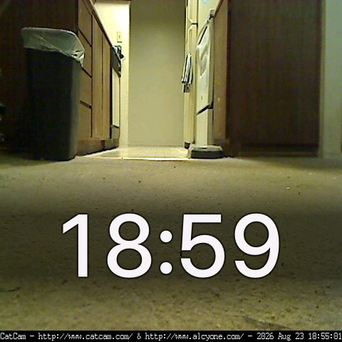Catcam app: a kitchen seen from floor level, 18:59