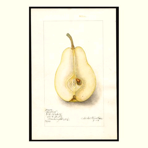 Fruit app: a watercolour of a halved Bartlett pear